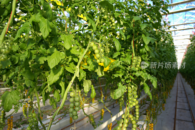 温室大棚内的番茄植株
