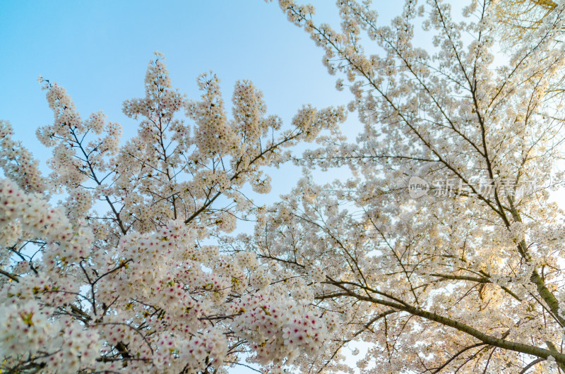 青岛中山公园盛开的樱花盛开