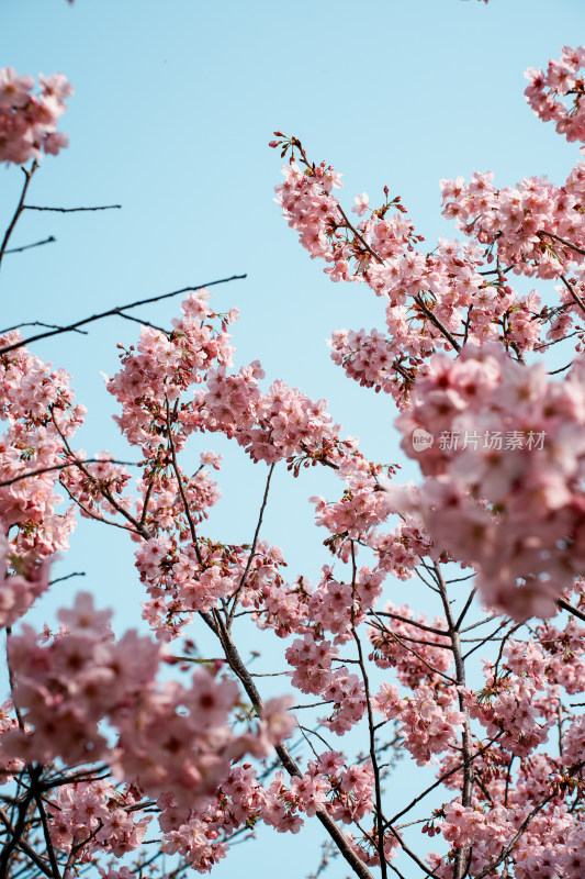 北京玉渊潭公园樱花节樱花