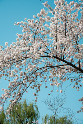 北京玉渊潭公园樱花节樱花树樱花