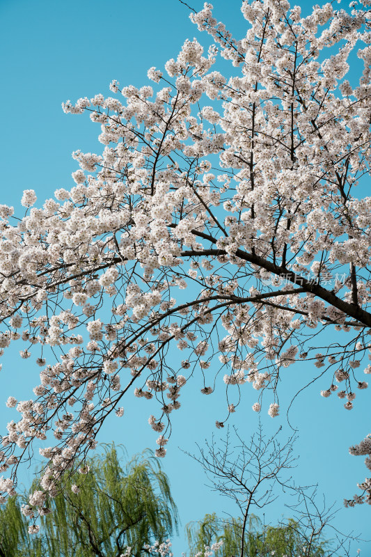 北京玉渊潭公园樱花节樱花树樱花