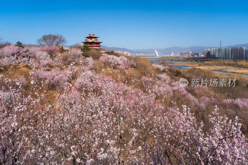 北京园博园文昌阁春天山桃花开放绽放