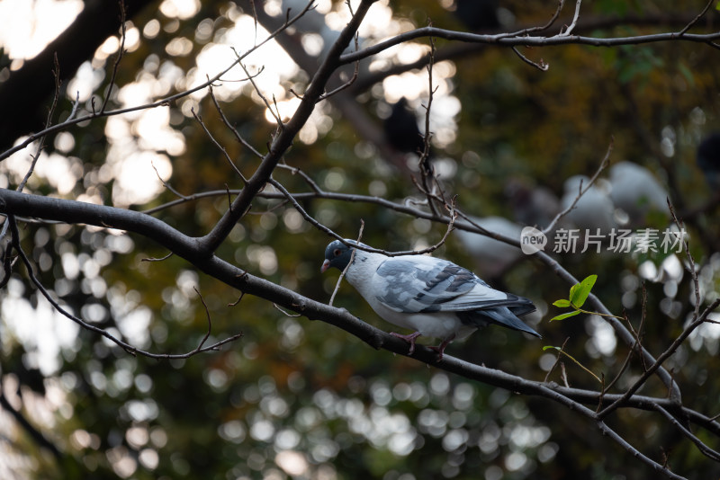 西园寺鸽子