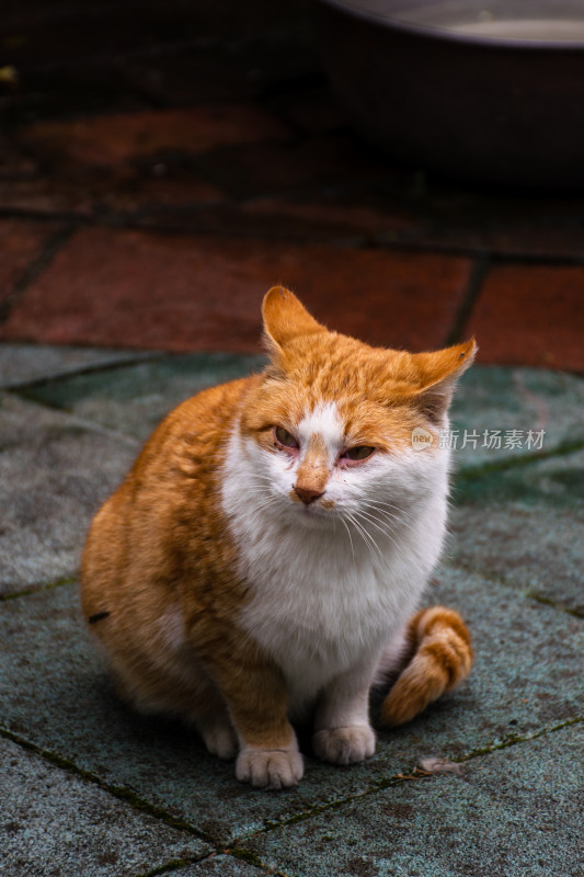 橘白相间小猫蹲坐地面的画面