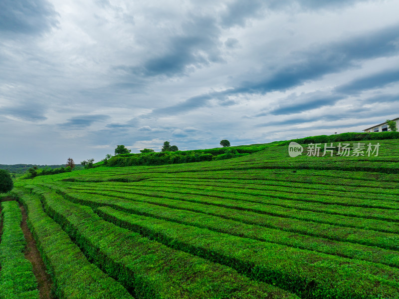 多云天空下的绿色茶园景观