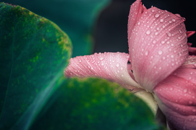 夏天雨后的荷花挂满水珠