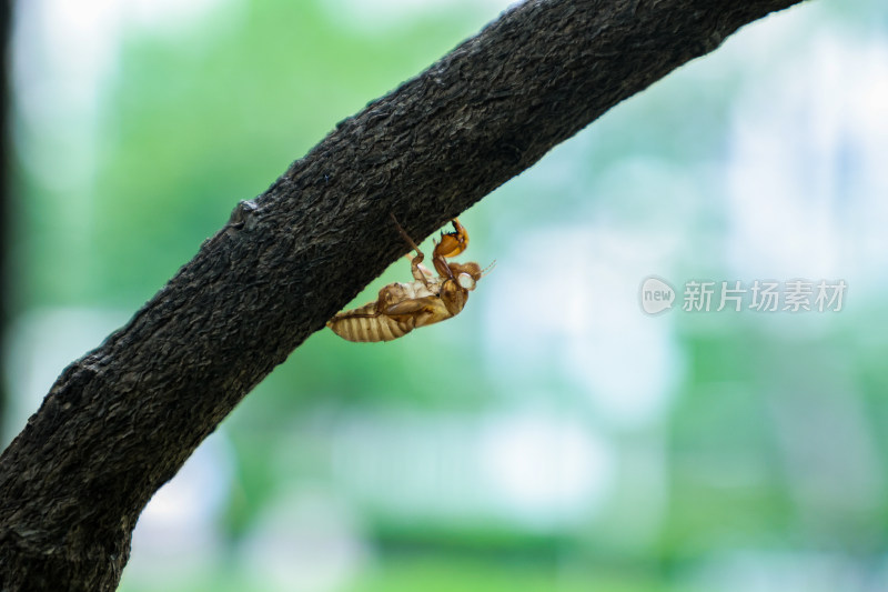 树枝上的蝉蜕特写