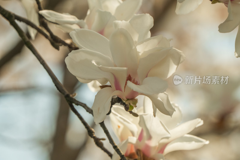 上海市花白玉兰花春暖花开