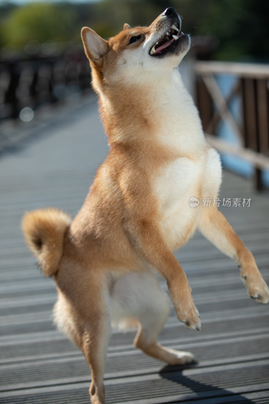 一只正在讨食的可爱柴犬