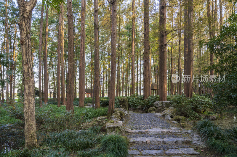 杭州西湖风景区曲院风荷风景