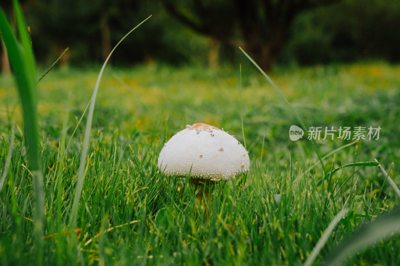 野外野生蘑菇