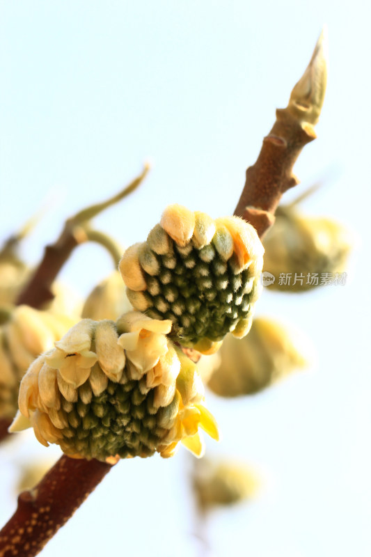 结香花花蕾实拍素材