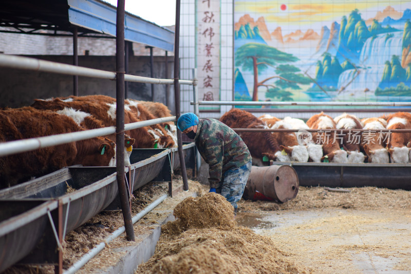 养牛工人正在给小牛喂饲料