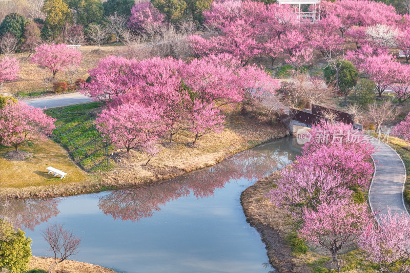 花开海上梅花节