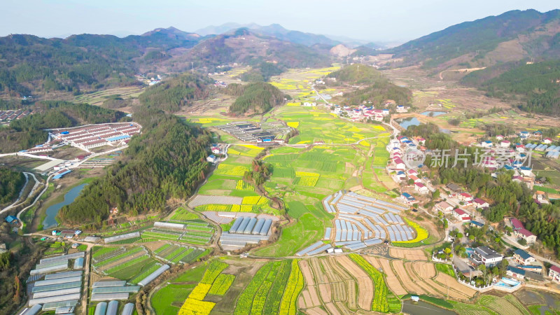 农业种植农田油菜花美丽乡村航拍