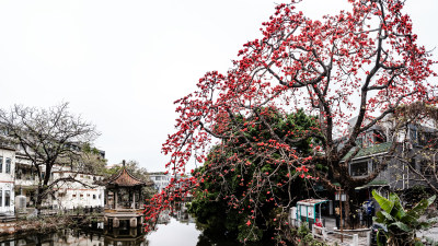 中国广东省广州市海珠区黄埔村木棉花