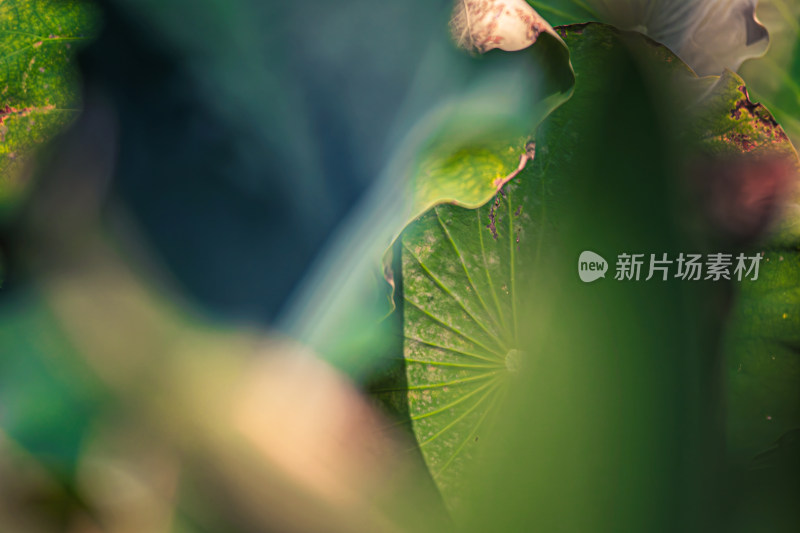 雨后荷叶上的水珠