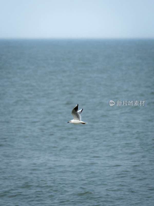 一只海鸥在阴天的海面上展翅飞行