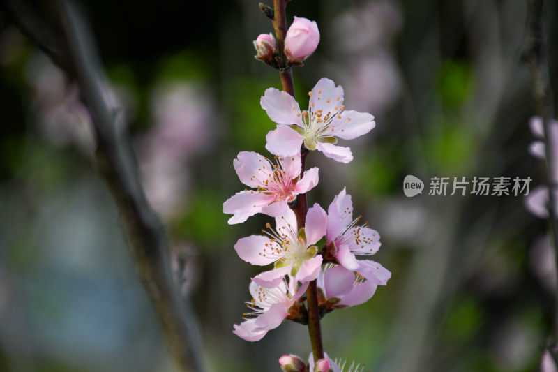 春意盎然的桃花枝