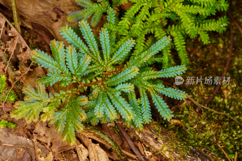 绿色蕨类植物枝叶的微距特写