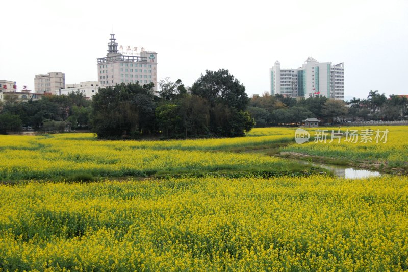 广东东莞：莲湖风景区油菜花田