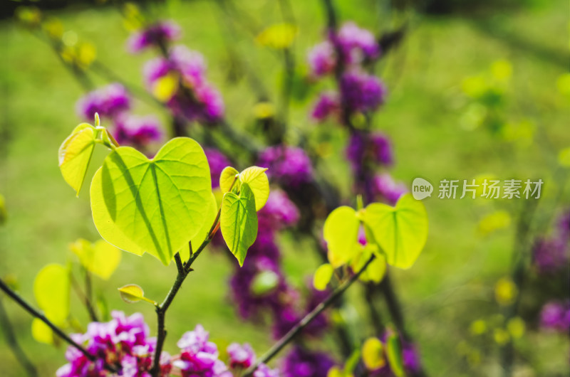 阳光照在紫荆花的叶子上