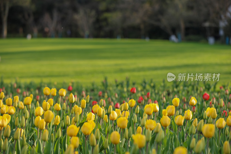 杭州太子湾公园绽放的黄色郁金香花海