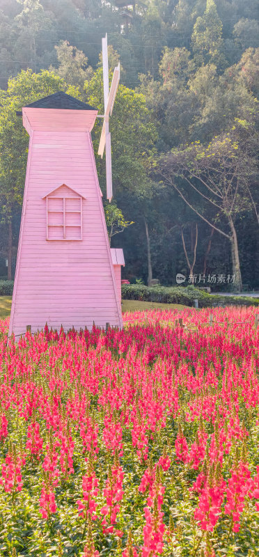 佛山市顺峰山公园盛开的金鱼草花海