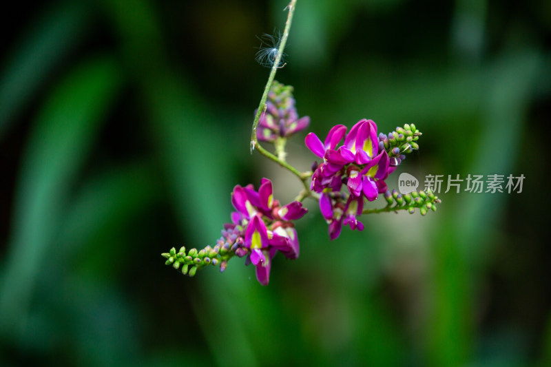 植物山野豌豆