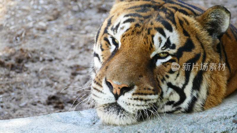 野生动物老虎食肉动物狩猎者