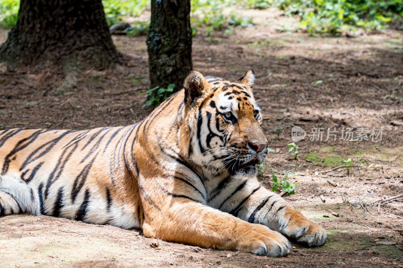 动物园里老虎的特写镜头