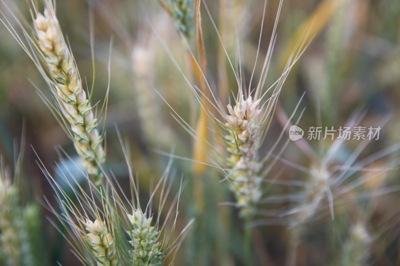 夏天户外田里即将成熟的小麦麦穗特写