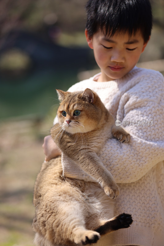 一个中国小男孩和他的宠物猫金渐层