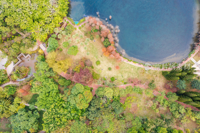 广东省深圳市龙岗区龙潭公园秋天水杉林航拍