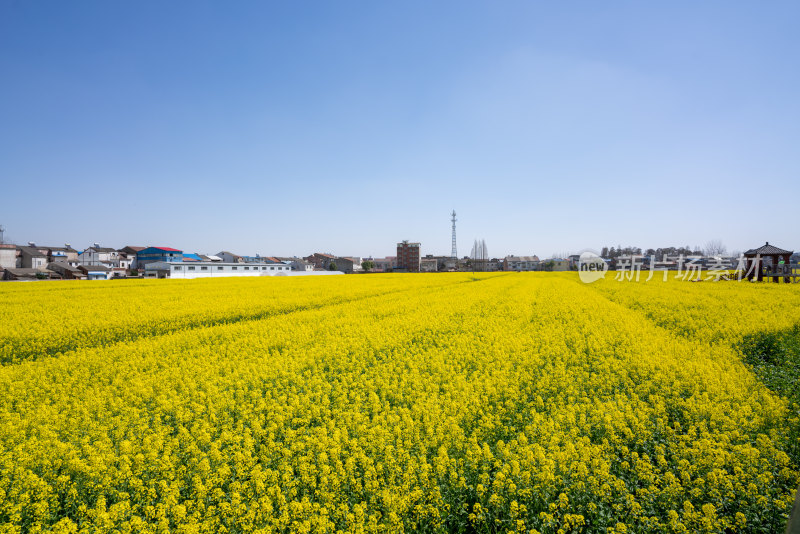 武汉第十届知音故里消泗油菜花花海