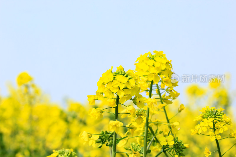 金灿灿的油菜花特写