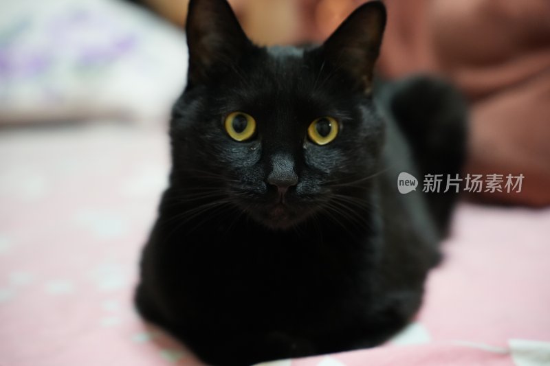 黑猫慵懒趴卧床上的可爱模样