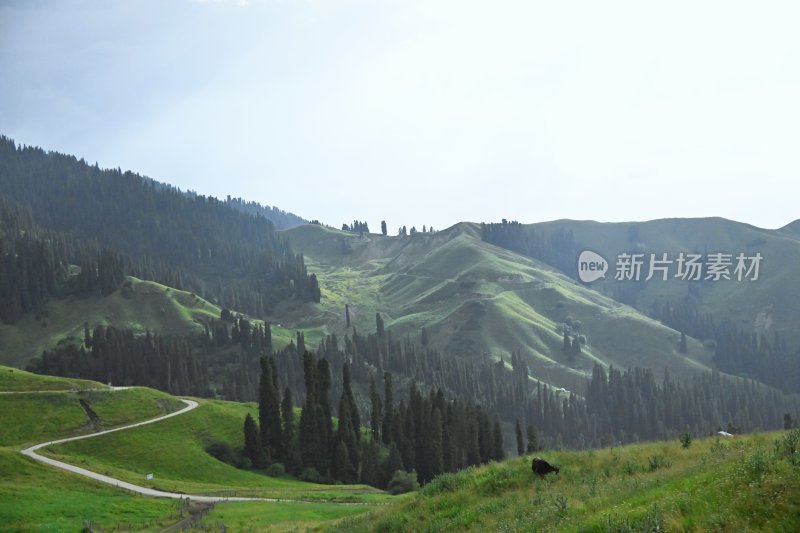 夏塔新疆伊犁草原的牛马和风