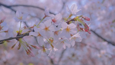 武汉东湖樱花园樱花