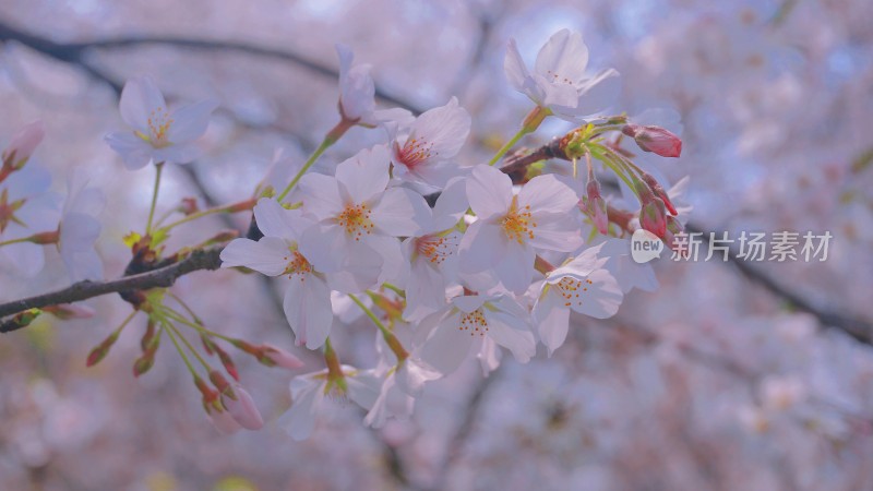 武汉东湖樱花园樱花