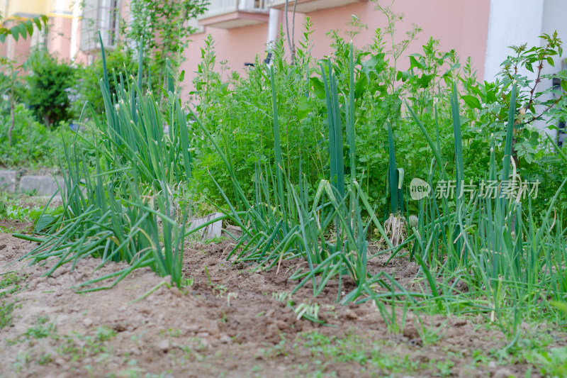 小区一块草坪被改造成菜园子