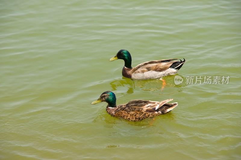 北京莲花池公园内的野鸭
