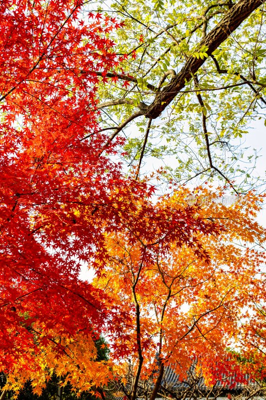 江苏省镇江金山及金山寺的秋季风光