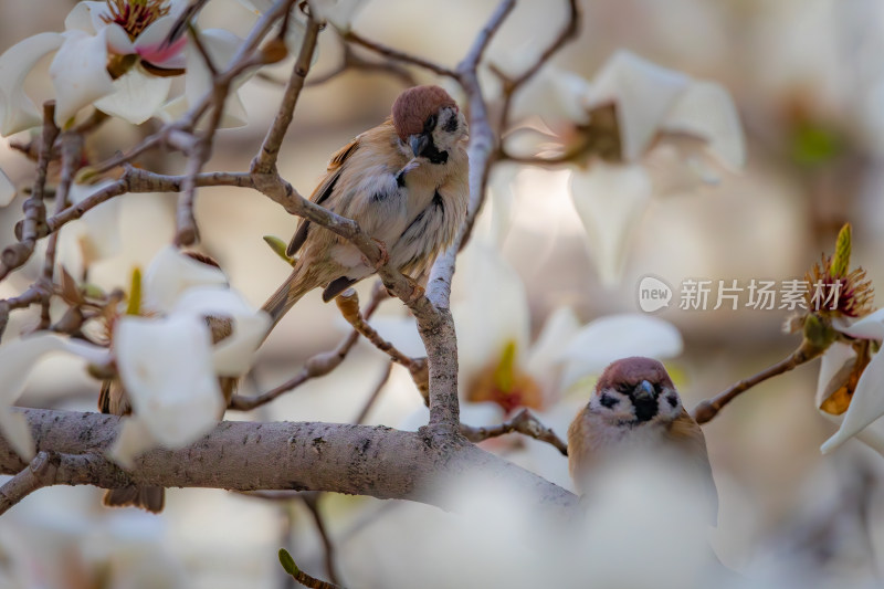 麻雀与玉兰花