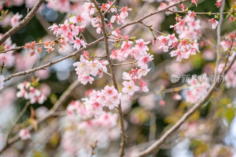 樱花特写拍摄