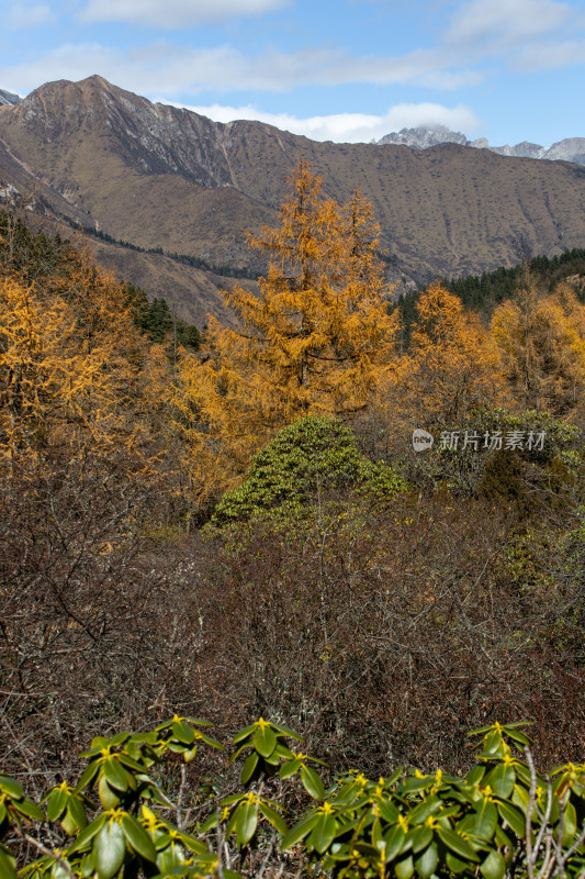 秋日山间金黄的落叶松红杉树