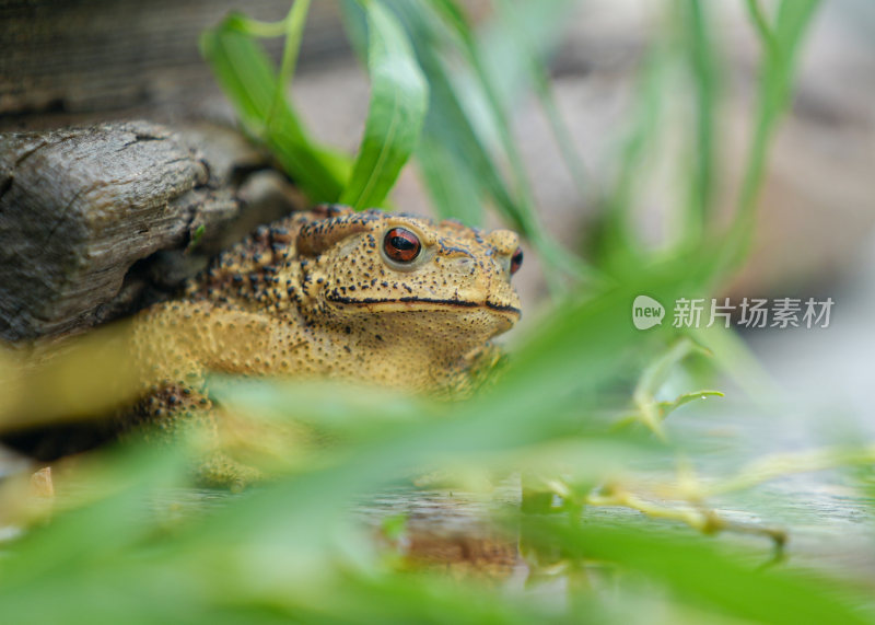 金蟾蜍捕食大眼睛