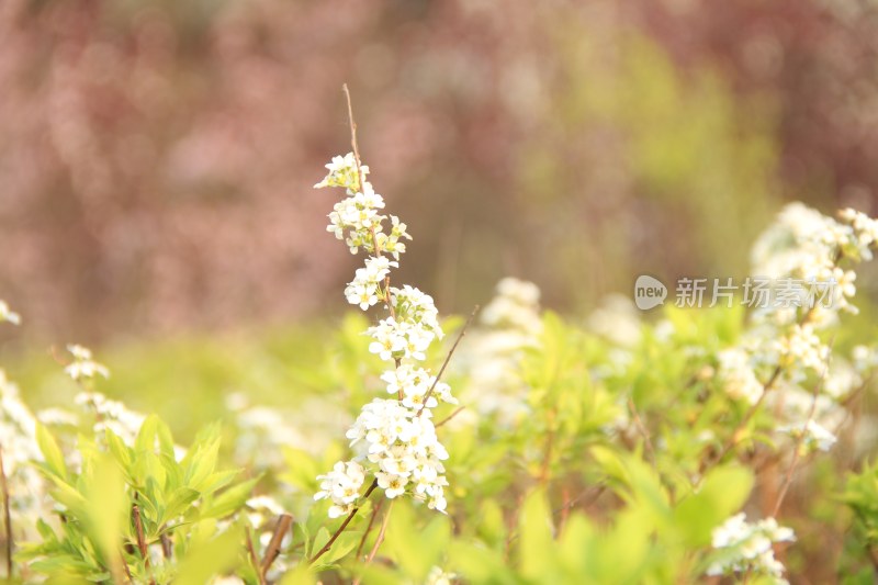 鲜花梨花盛开