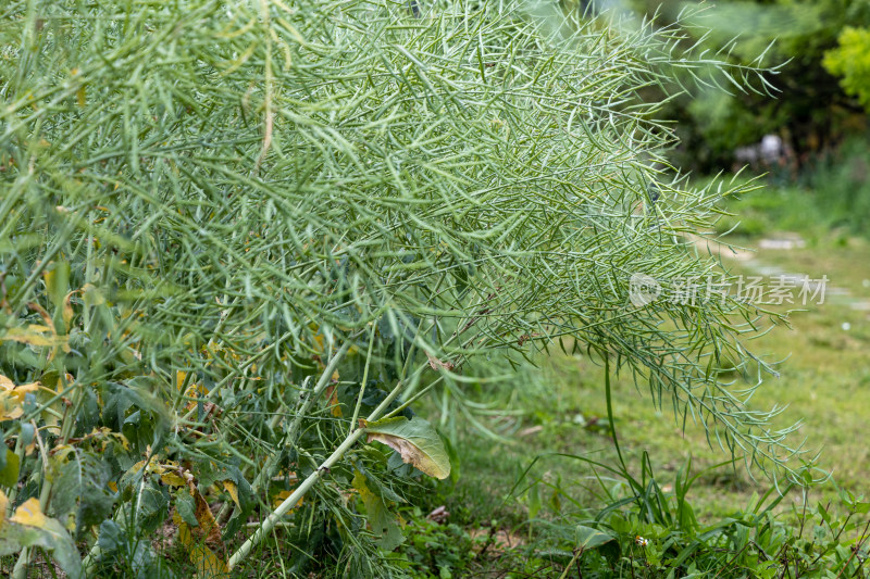 油菜籽/芸苔子