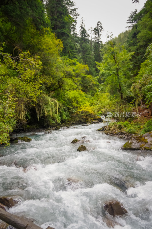 山林河谷湍急的河流